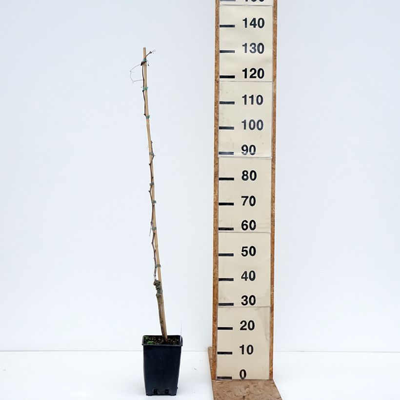 Amostra de Vigne de table Pizzutello Nero - Vitis vinifera Pot de 1,5L/2L tal como entregue no inverno