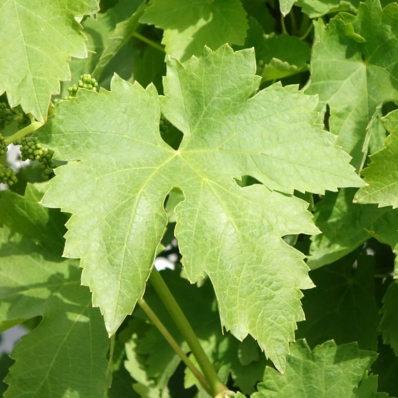 Videira de mesa Regina dei Vigneti - Vitis vinifera (Folhagem)