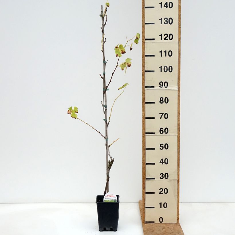 Amostra de Videira de mesa Regina dei Vigneti - Vitis vinifera Vaso de 1,5 L/2 L tal como entregue no outono