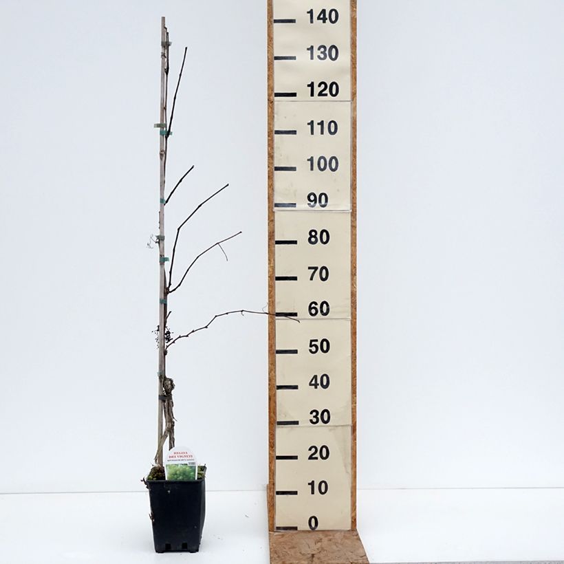 Amostra de Vigne de table Regina dei Vigneti - Vitis vinifera Pot de 1,5L/2L tal como entregue no inverno