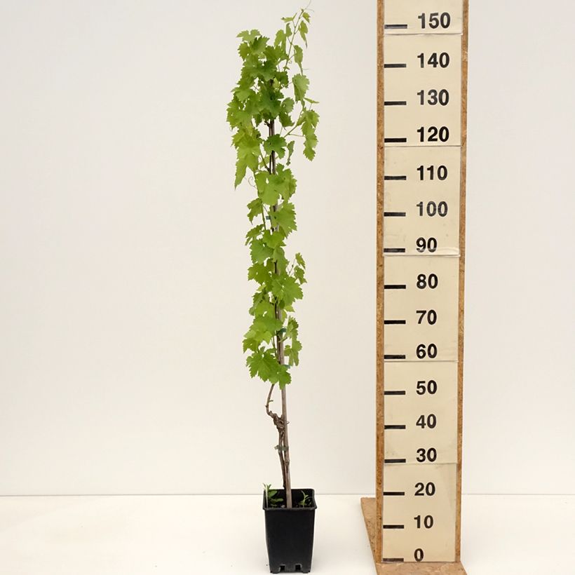 Amostra de Videira de mesa Regina dei Vigneti - Vitis vinifera Vaso de 1,5 L/2 L tal como entregue na primavera