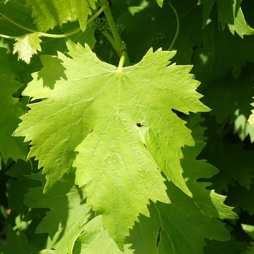 Videira de mesa Regina Nera - Vitis vinifera (Folhagem)
