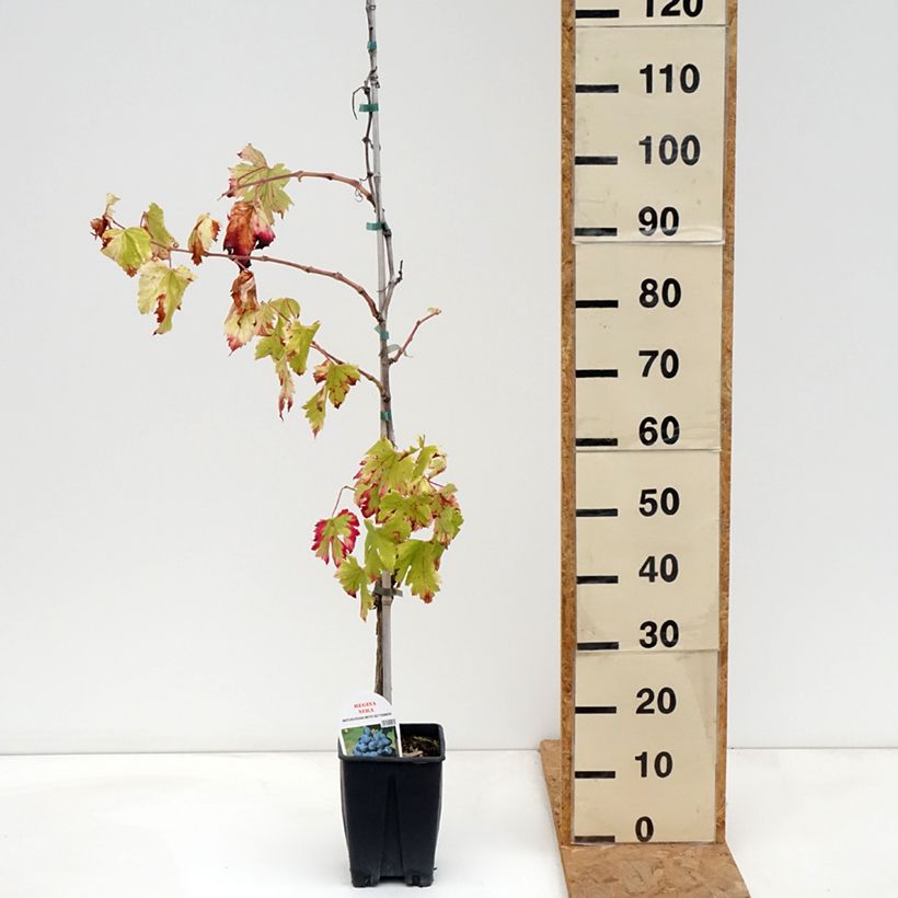 Amostra de Vigne de table Regina Nera - Vitis vinifera Pot de 1,5L/2L tal como entregue no outono