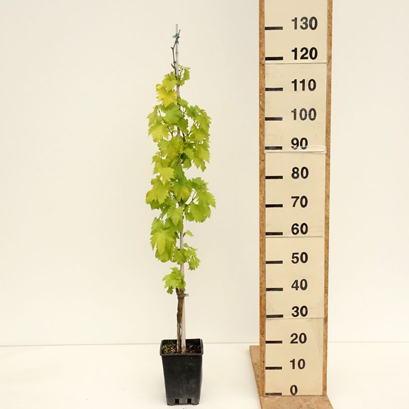 Amostra de Videira de mesa Regina Nera - Vitis vinifera Vaso de 1,5 L/2 L tal como entregue na primavera