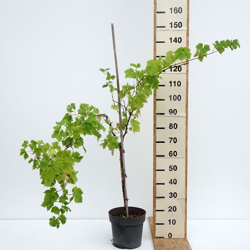 Amostra de Videira de mesa Rhea - Vitis vinifera Vaso de 7,5 L/10 L, Haste tal como entregue no verão
