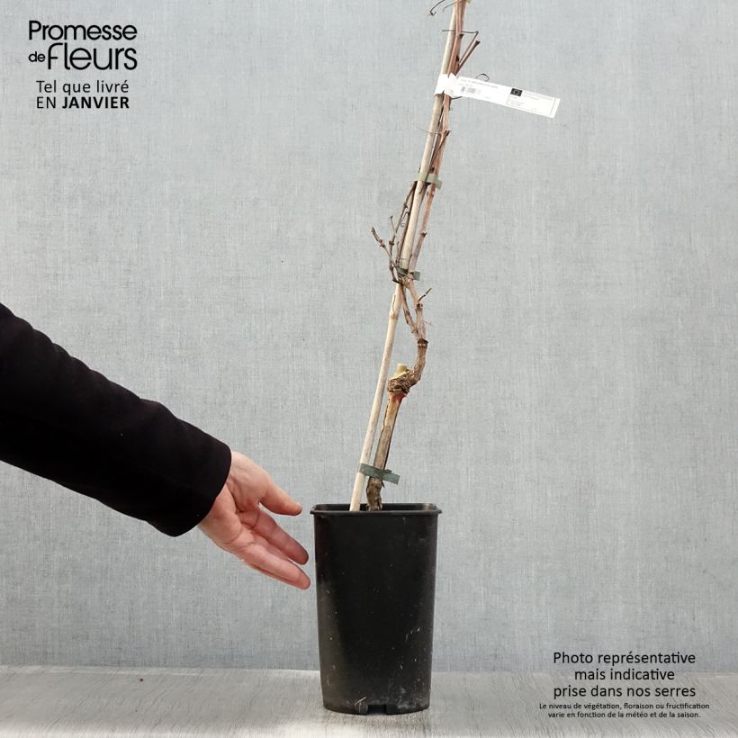 Amostra de Vigne de table Roi des Précoces Pot de 2L/3L tal como entregue no inverno