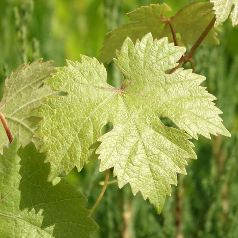 Videira de mesa Rei dos Precoces - Vitis vinifera (Folhagem)