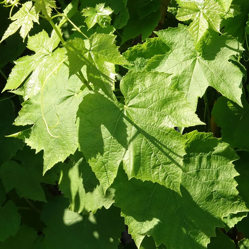 Videira Topazia - Vitis labrusca x vinifera (Folhagem)