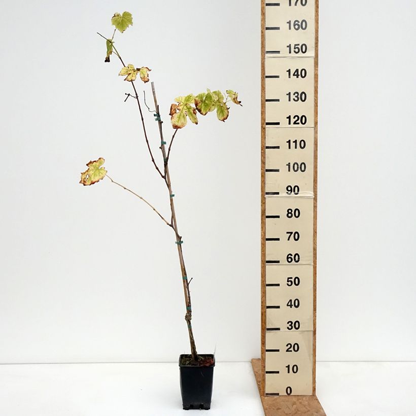 Amostra de Videira Topazia - Vitis labrusca x vinifera Vaso de 3 L/4 L tal como entregue no outono