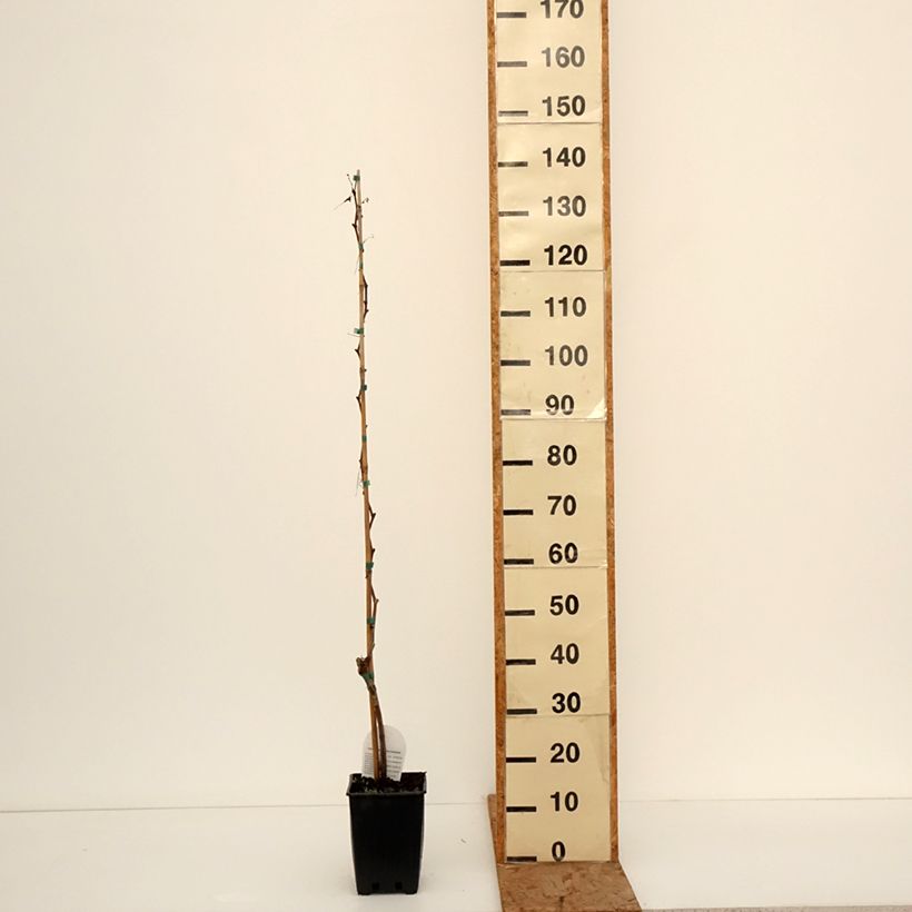 Amostra de Vigne de table Topazia - Vitis hybrida Vaso de 3 L/4 L tal como entregue no inverno