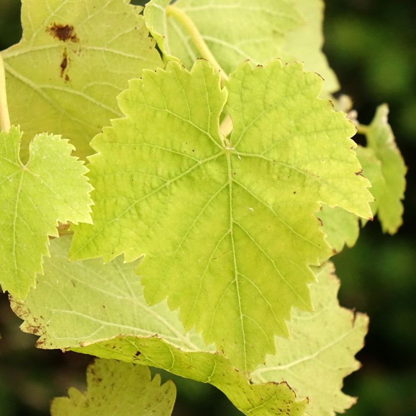Videira de mesa Vanessa - Vitis vinifera (Folhagem)