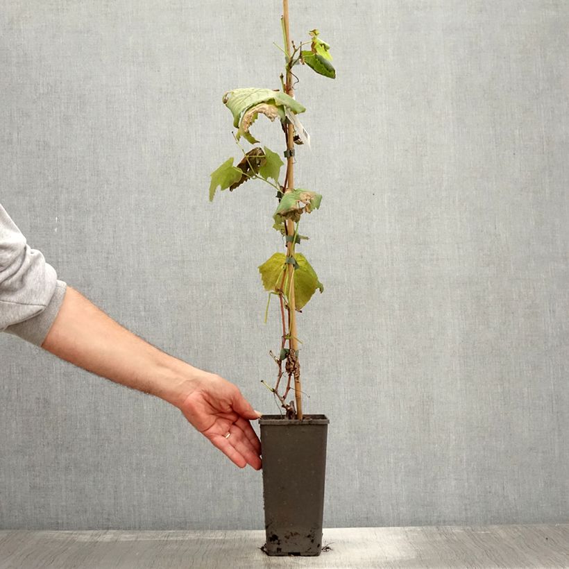 Amostra de Videira de mesa Vanessa - Vitis vinifera Vaso de 2 L/3 L tal como entregue no outono