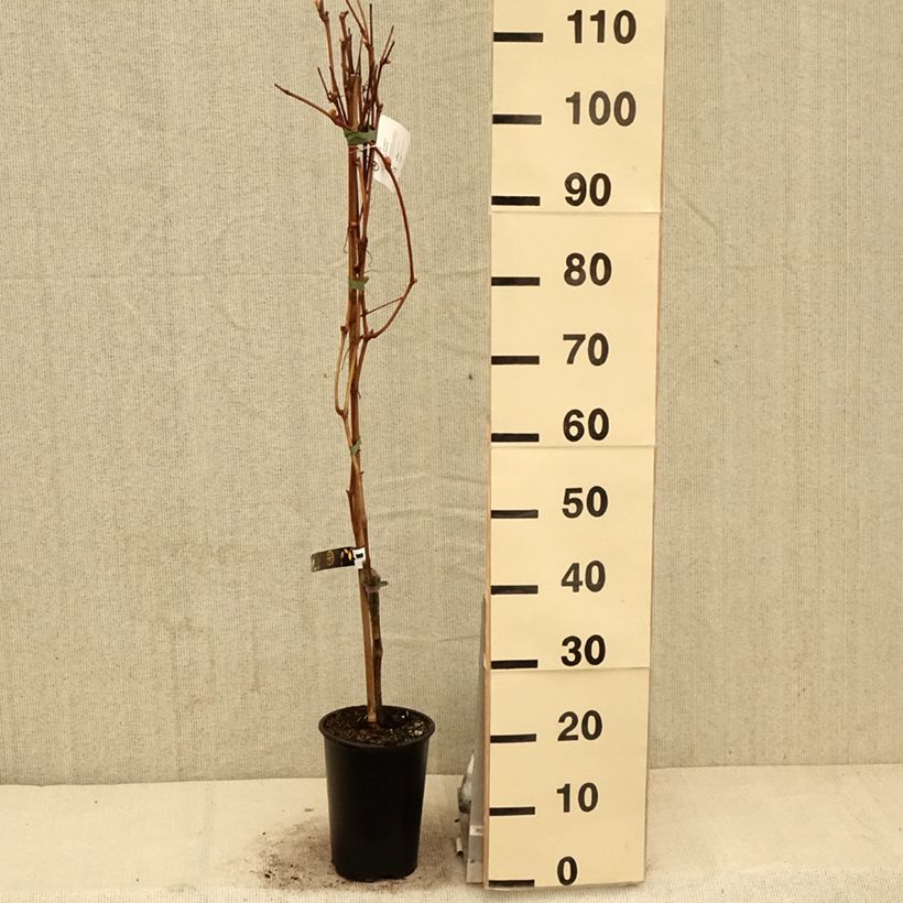 Amostra de Videira de mesa Vanessa - Vitis vinifera Vaso de 2 L/3 L tal como entregue na primavera