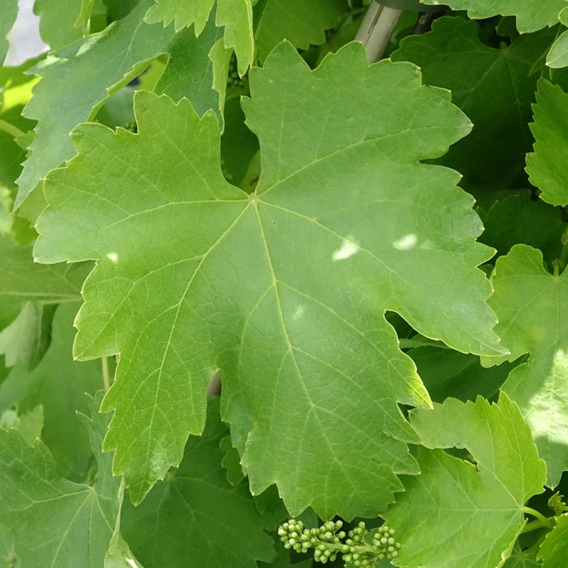 Videira de mesa Vittoria - Vitis vinifera (Folhagem)