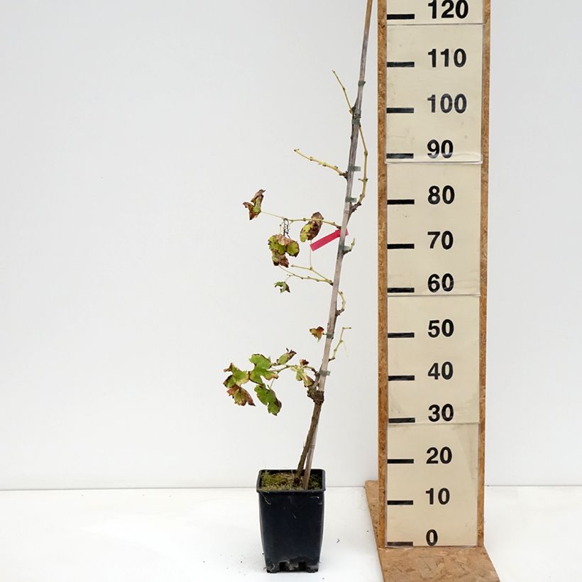 Amostra de Vigne de table Vittoria, Victoria - Vitis vinifera Pot de 1,5L/2L tal como entregue no outono