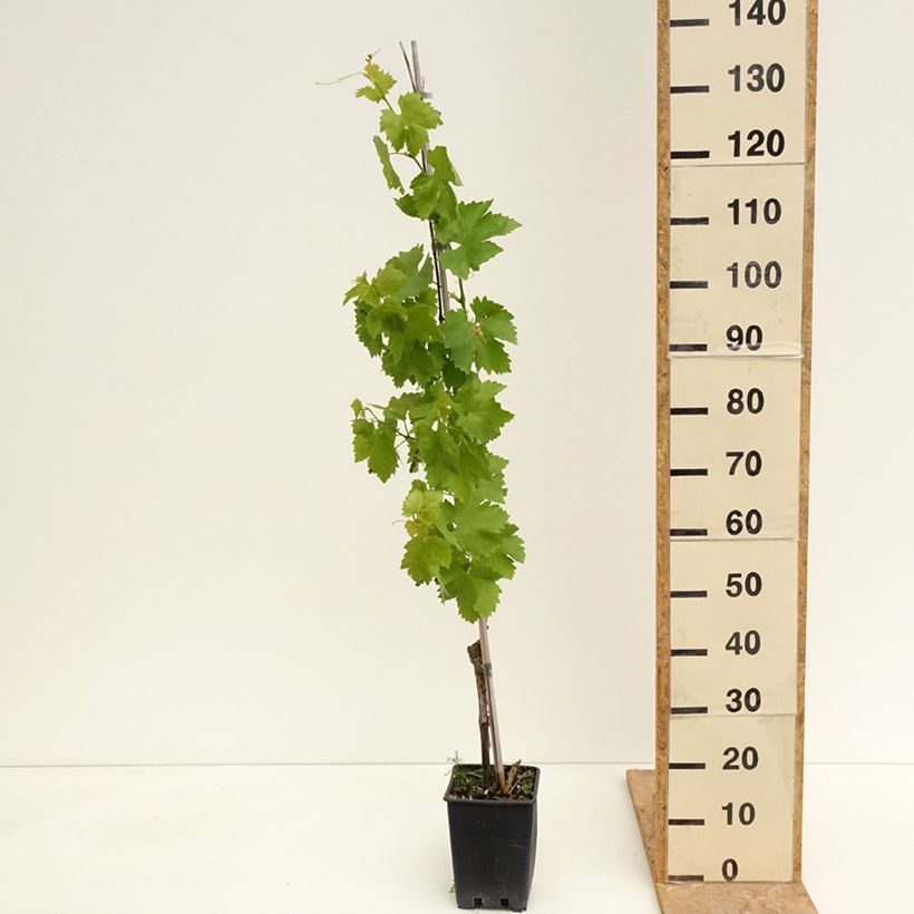 Amostra de Vigne de table Vittoria, Victoria - Vitis vinifera Pot de 1,5L/2L tal como entregue na primavera