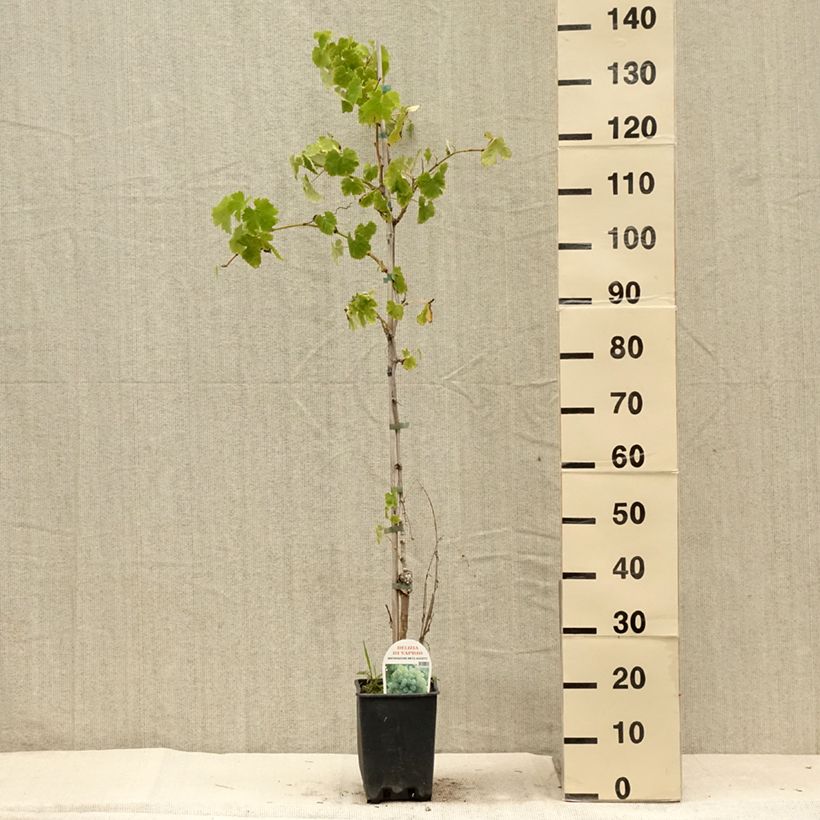 Amostra de Videira Delizia di Vaprio Vaso de 3 L/4 L tal como entregue no verão