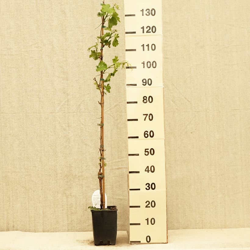 Amostra de Videira Delizia di Vaprio Vaso de 3 L/4 L tal como entregue na primavera