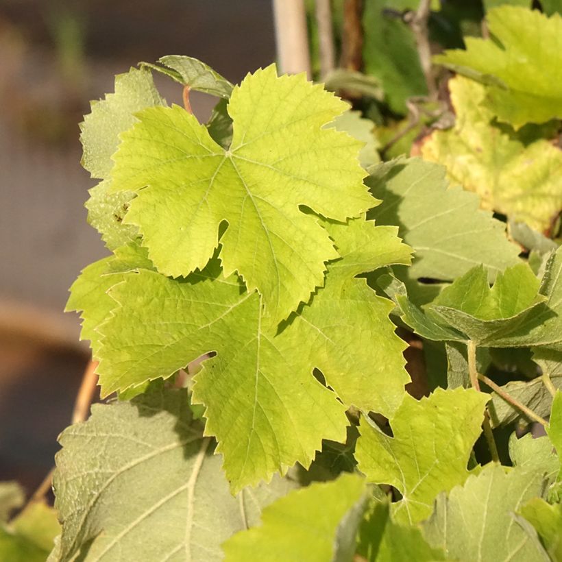 Videira Delizia di Vaprio (Folhagem)