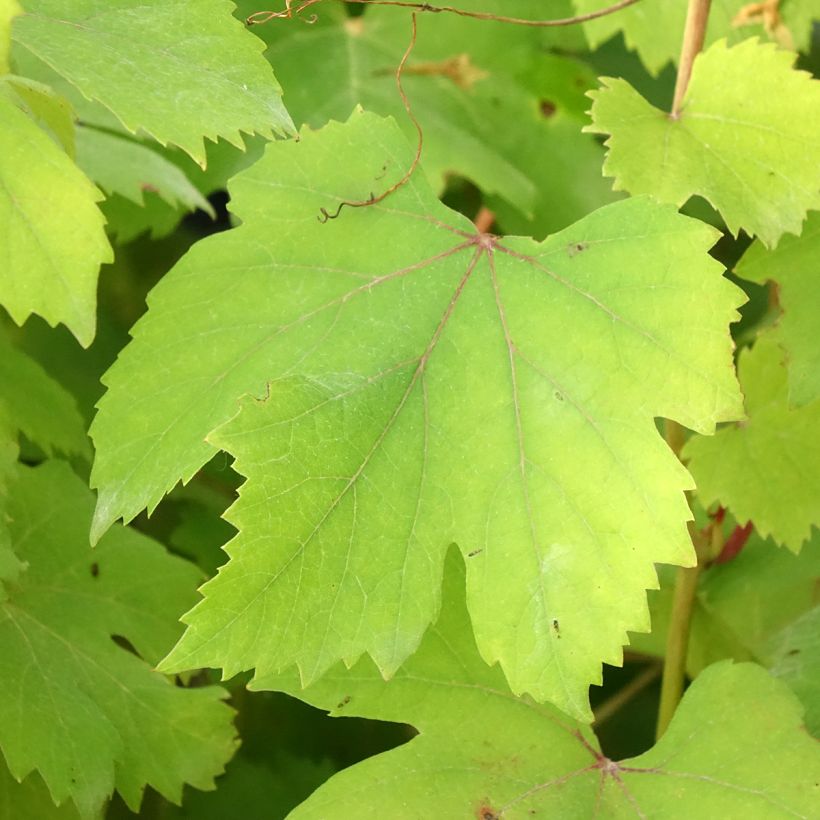 Videira Dolcetto - Vitis vinifera (Folhagem)