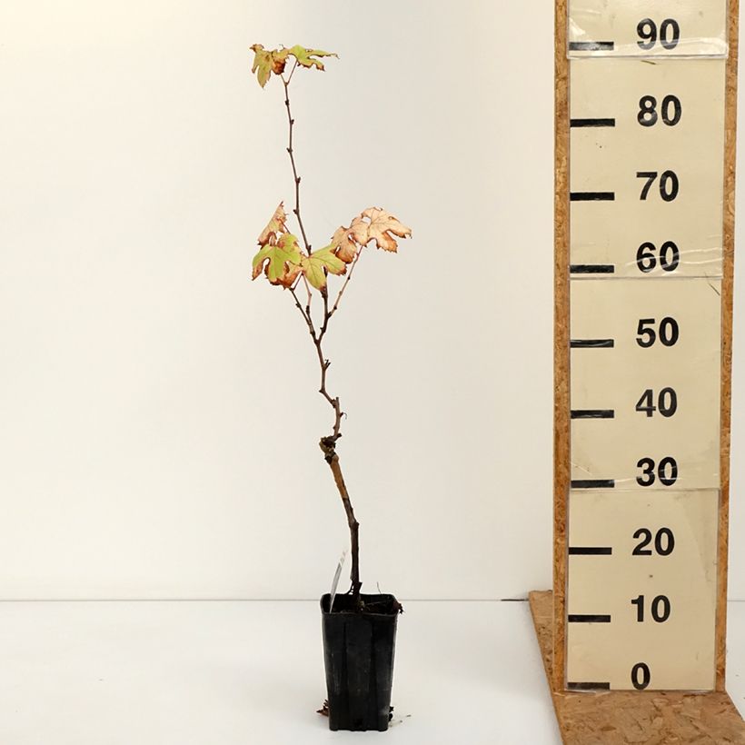 Amostra de Videira Dolcetto - Vitis vinifera Vaso de 1,5 L/2 L tal como entregue no outono