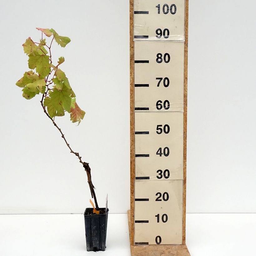 Amostra de Videira Dolcetto - Vitis vinifera Vaso de 1,5 L/2 L tal como entregue no verão