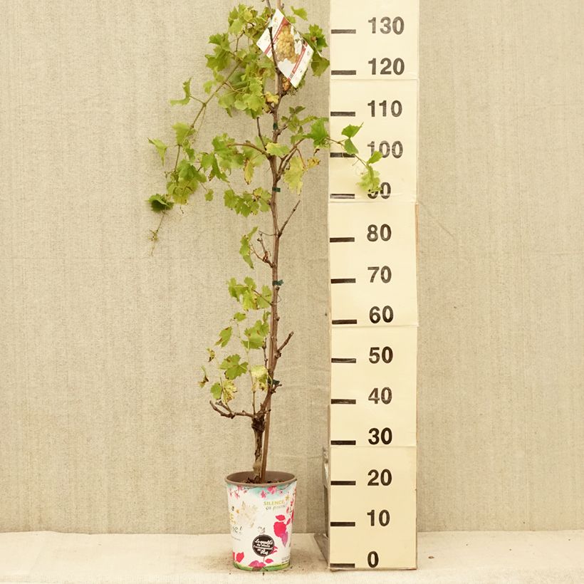 Amostra de Videira Evita - Vitis vinifera Vaso de 4 L/5 L tal como entregue no verão
