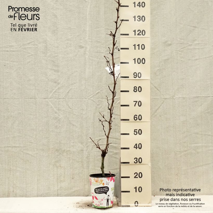 Amostra de Vigne Evita Vaso de 4 L/5 L tal como entregue no inverno