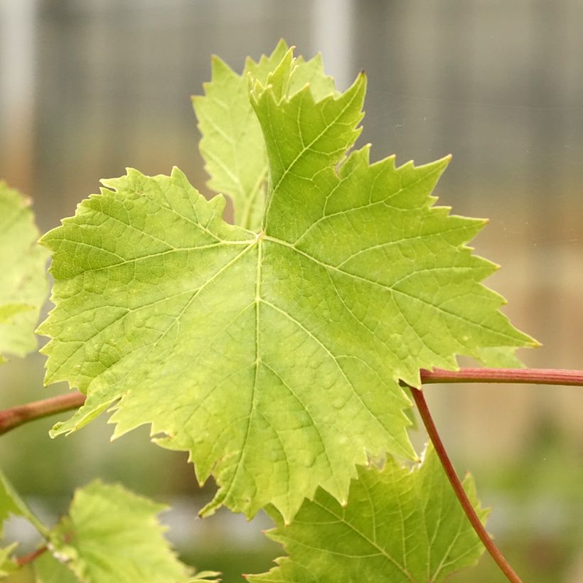 Videira Evita - Vitis vinifera (Folhagem)