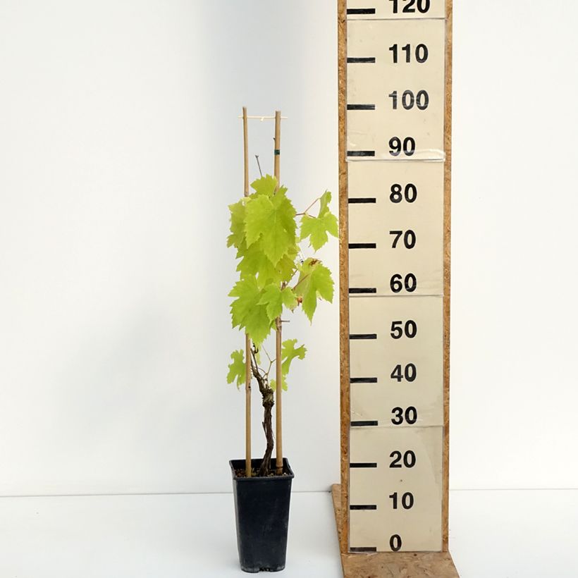 Amostra de Videira Exalta - Vitis vinifera Vaso de 2 L/3 L tal como entregue no verão