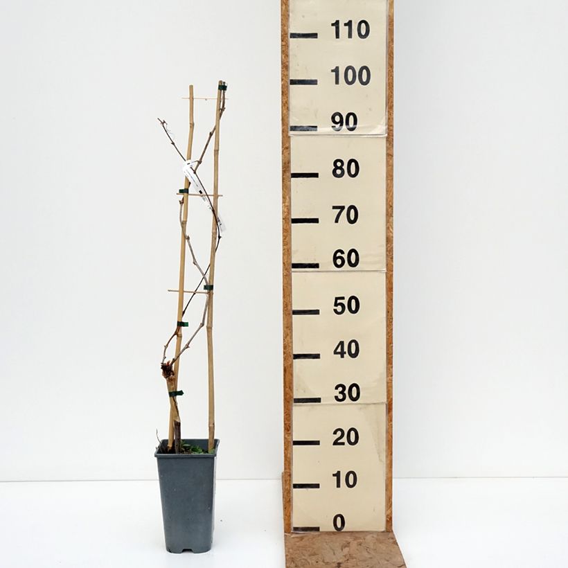 Amostra de Vigne Exalta Vaso de 2 L/3 L tal como entregue no inverno