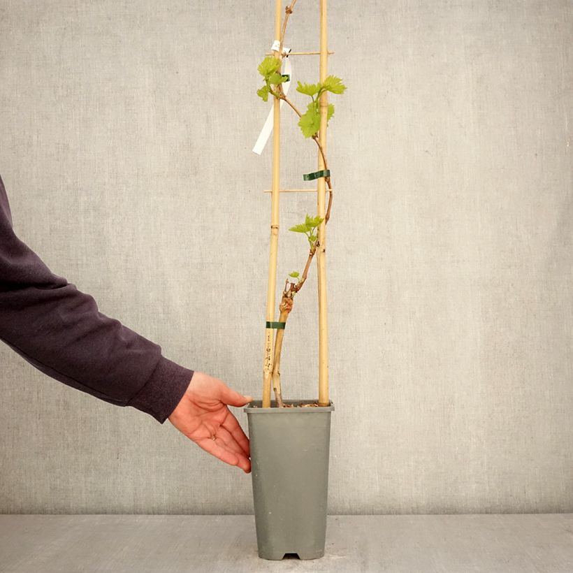 Amostra de Videira Exalta - Vitis vinifera Vaso de 2 L/3 L tal como entregue na primavera