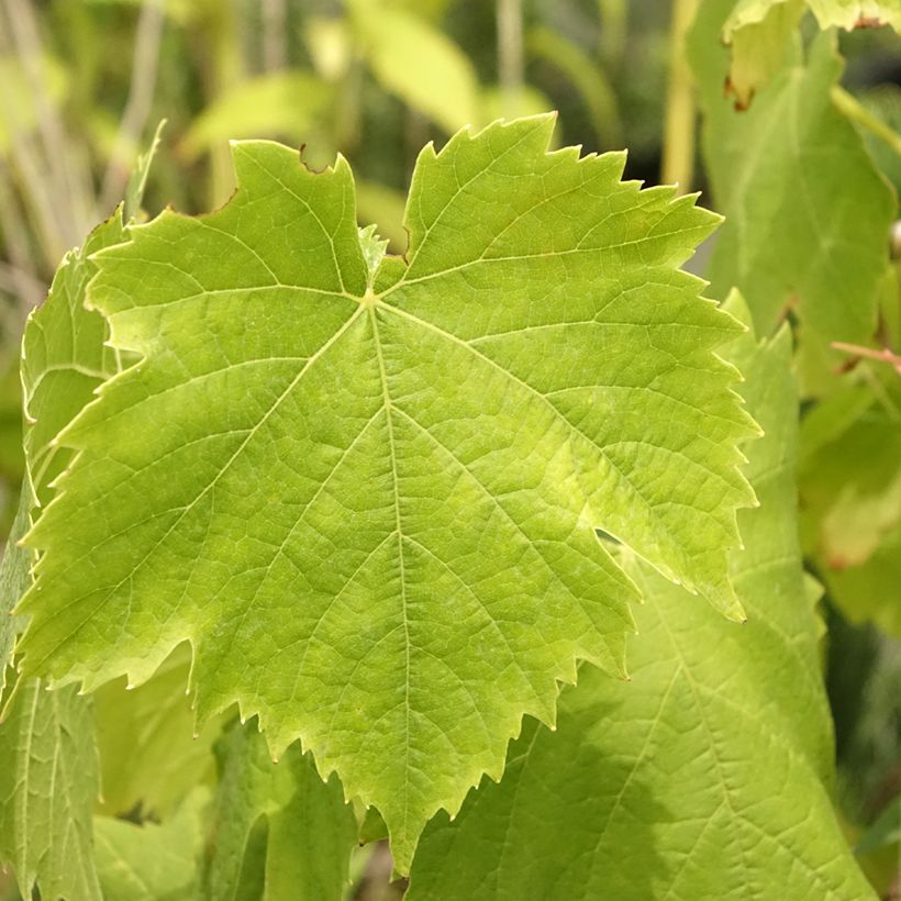 Videira Exalta - Vitis vinifera (Folhagem)