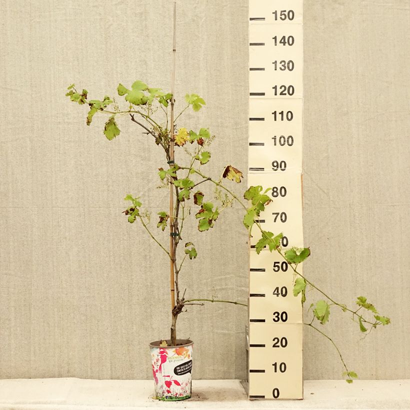 Amostra de Videira Fanny - Vitis vinifera Vaso de 4 L/5 L tal como entregue no verão