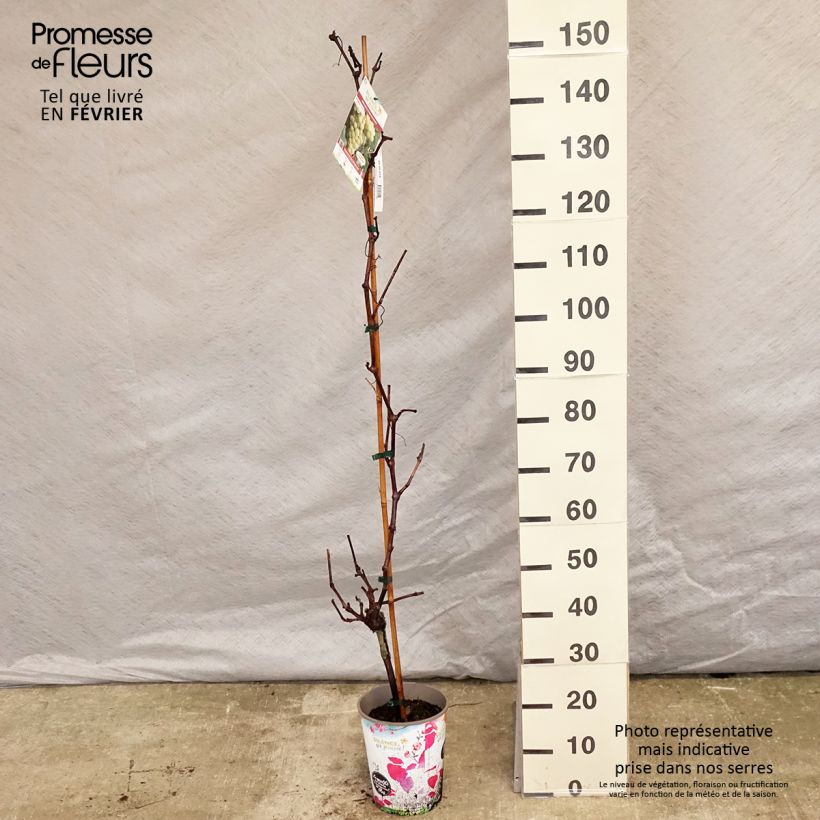 Amostra de Vigne Fanny Vaso de 4 L/5 L tal como entregue no inverno