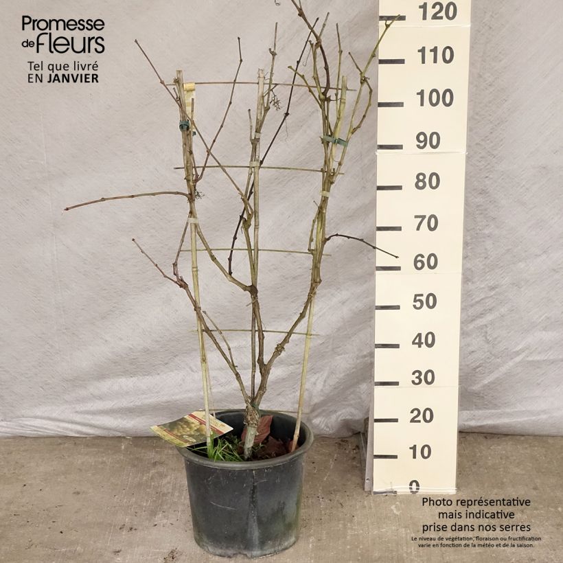 Amostra de Vigne Fanny Vaso de 12 L/15 L tal como entregue no inverno