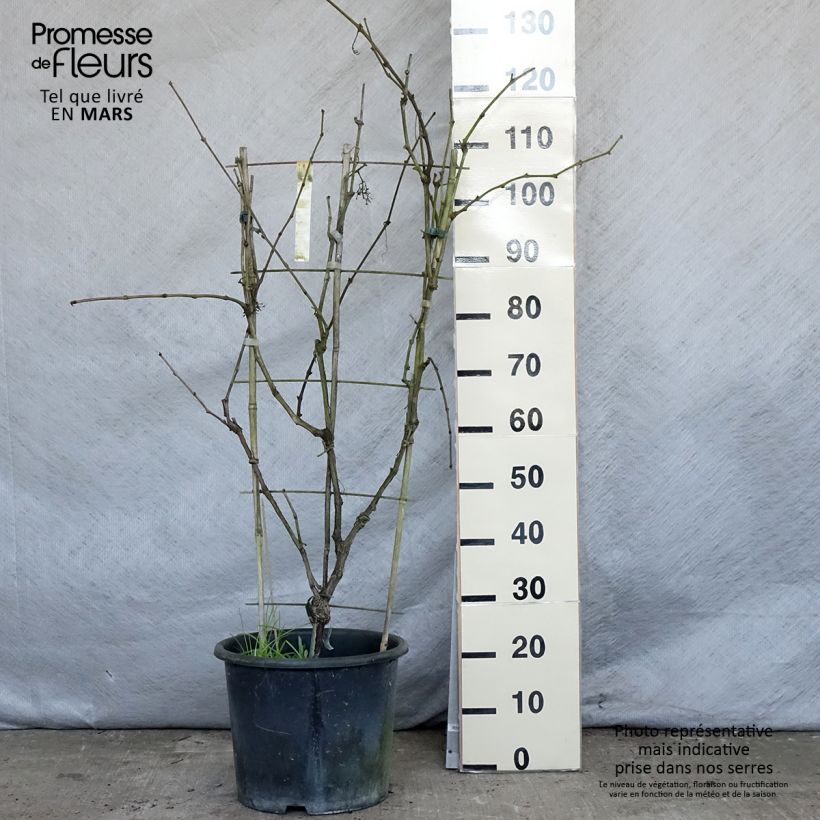 Amostra de Videira Fanny - Vitis vinifera Vaso de 12 L/15 L tal como entregue na primavera