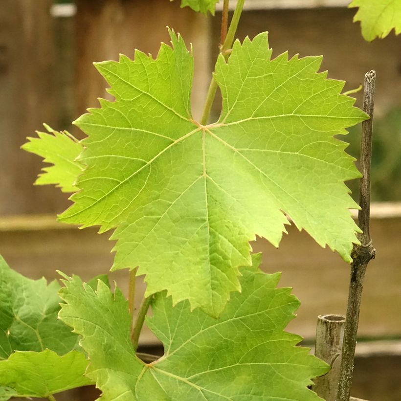 Videira Fanny - Vitis vinifera (Folhagem)