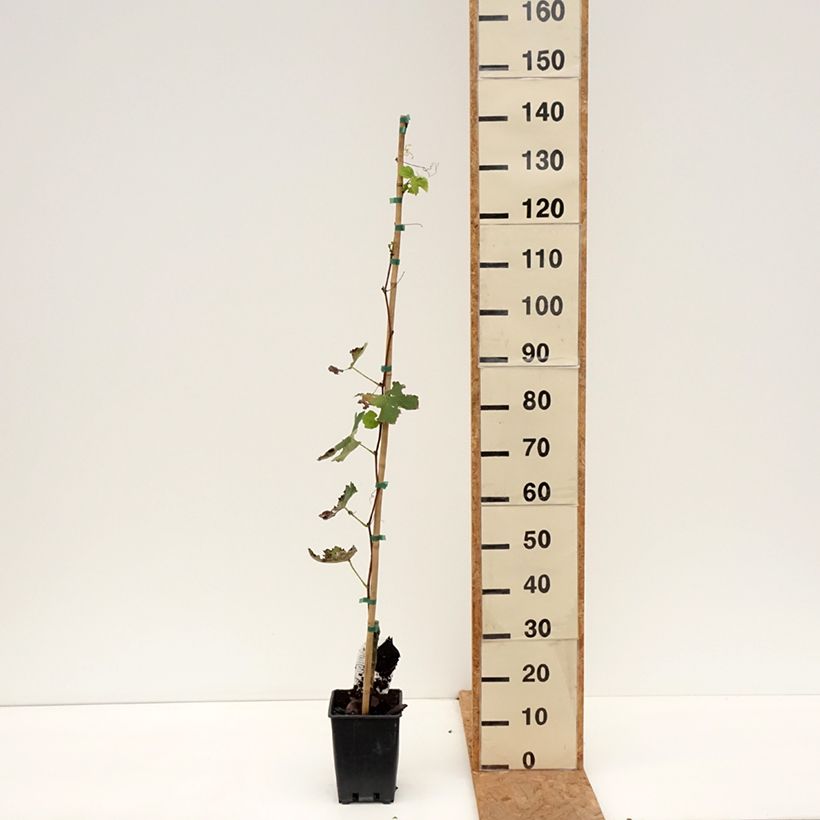 Amostra de Vigne Fragola Bianca - Vitis vinifera Pot de 1,5L/2L tal como entregue no outono