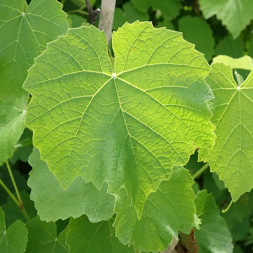 Videira Fragola Nera Precoce - Vitis labrusca x vinifera (Folhagem)