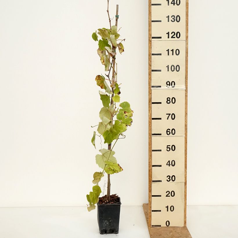 Amostra de Vigne Fragola Nera Précoce - Raisin fraise Pot de 1,5L/2L tal como entregue no outono