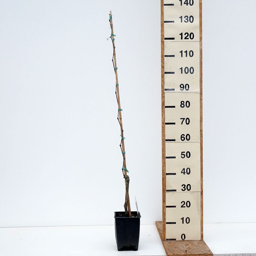 Amostra de Vigne Fragola Nera Précoce - Raisin fraise Pot de 1,5L/2L tal como entregue no inverno