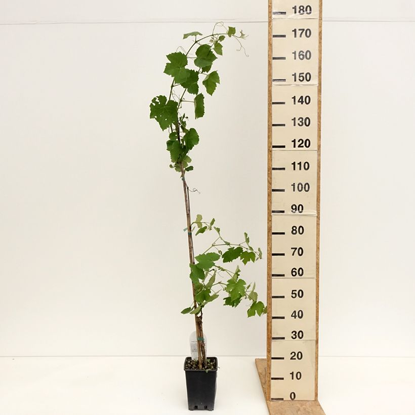 Amostra de Videira Fragola Nera Precoce - Vitis labrusca x vinifera Vaso de 1,5 L/2 L tal como entregue na primavera