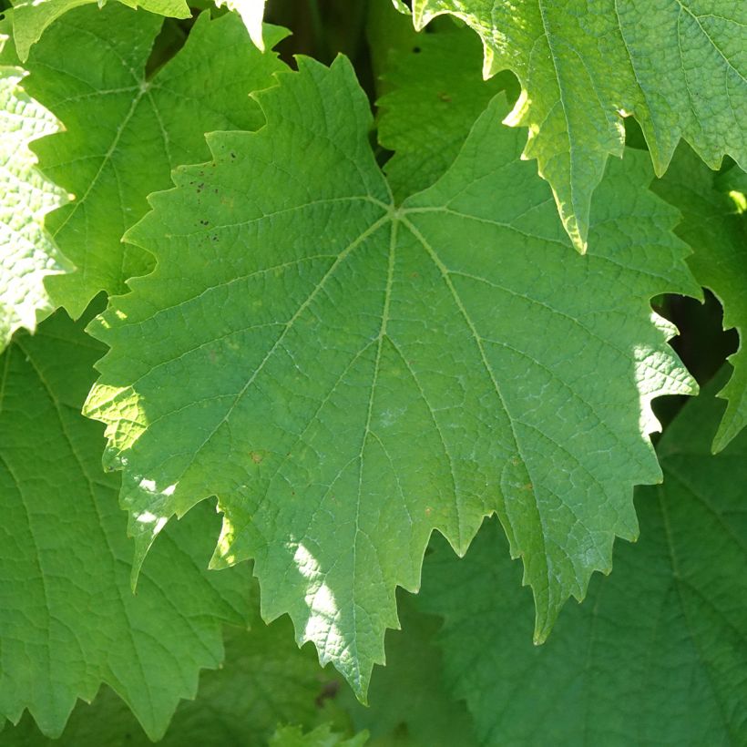 Videira Galante - Vitis (Folhagem)