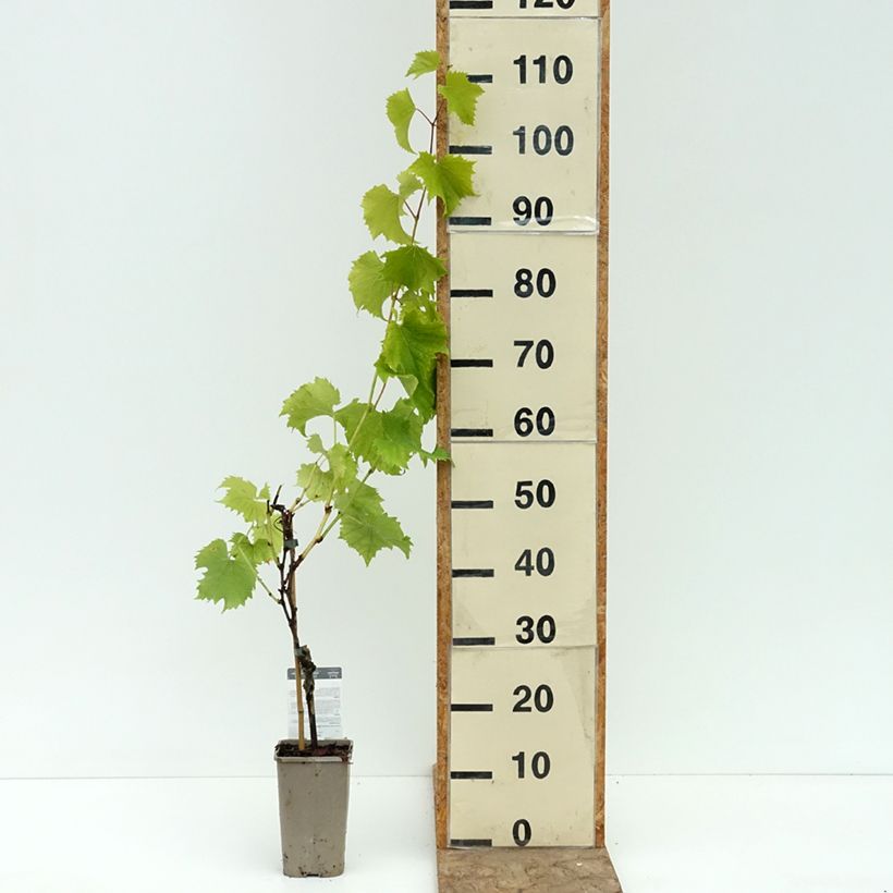 Amostra de Videira Galante - Vitis Vaso de 1,5 L/2 L tal como entregue no verão