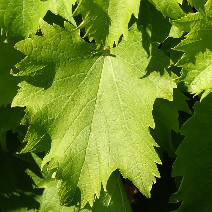 Videira Garant - Vitis (Folhagem)