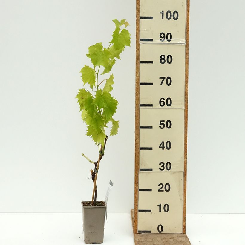 Amostra de Videira Garant - Vitis Vaso de 1,5 L/2 L tal como entregue no verão