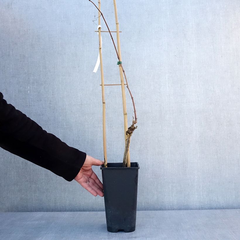 Amostra de Vigne Italia Vaso de 1,5 L/2 L tal como entregue no inverno