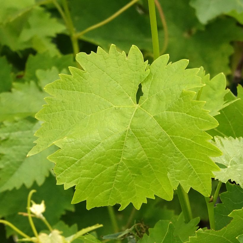 Videira Italia - Vitis vinifera (Folhagem)
