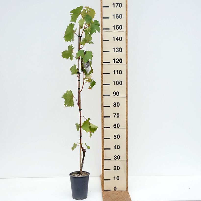 Amostra de Videira Katharina - Vitis vinifera Vaso de 4 L/5 L tal como entregue no outono